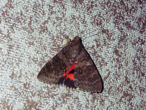 Red underwing moth on a plastered wall