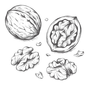 Botanical ink of whole and shelled walnuts food