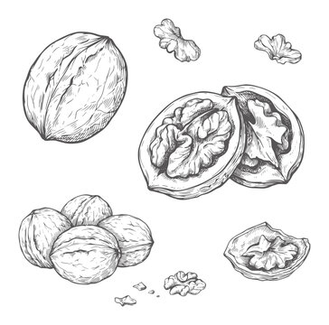 Hand drawn of whole and cracked walnuts with kernels food vintage ingredient