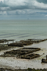 View of underwater oyster farms in Cancale, Brittany, exposed during low tide, raditional sustainable aquaculture and production of premium French oysters, France © barmalini