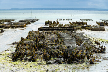 View of underwater oyster farms in Cancale, Brittany, exposed during low tide, raditional sustainable aquaculture and production of premium French oysters, France © barmalini