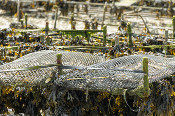 View of underwater oyster farms in Cancale, Brittany, exposed during low tide, raditional sustainable aquaculture and production of premium French oysters, France © barmalini