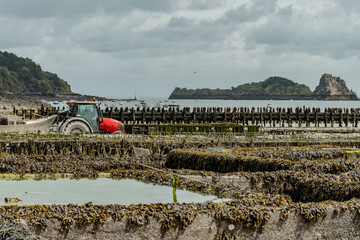 View of underwater oyster farms in Cancale, Brittany, exposed during low tide, raditional sustainable aquaculture and production of premium French oysters, France © barmalini