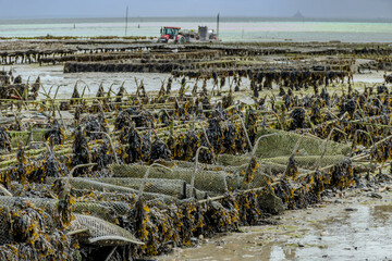 View of underwater oyster farms in Cancale, Brittany, exposed during low tide, raditional sustainable aquaculture and production of premium French oysters, France © barmalini