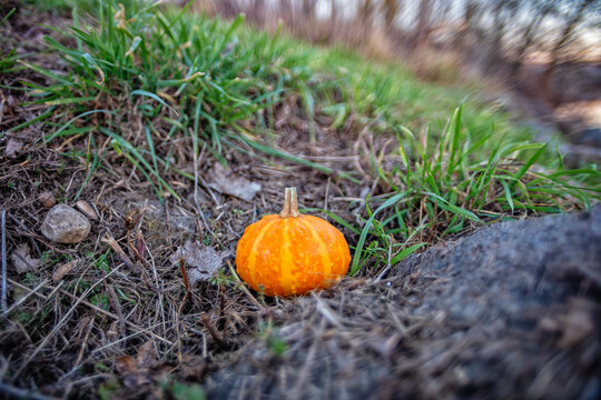 Small orange pumpkin on the ground among