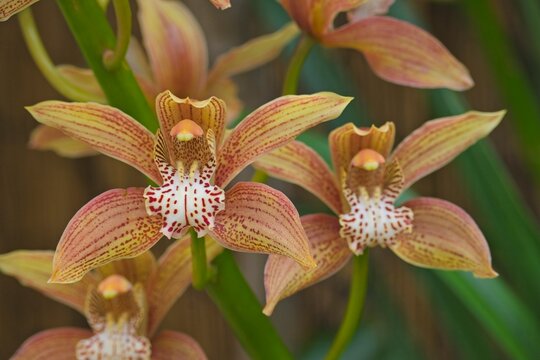 Cymbidium orchid in flower