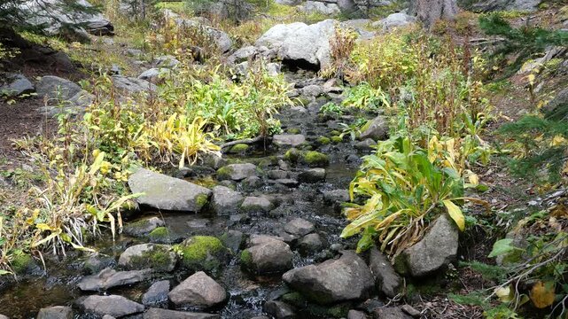 Autumn Mountain Stream Flowing Over Mossy Rocks in Colorado Rocky Mountains