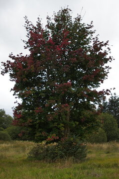 Maple tree with red autumn leaves turning on green branches, Eashaig Forest, Scotland