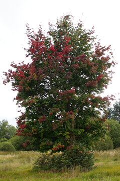 Maple tree with red autumn leaves turning on green branches, Eashaig Forest, Scotland