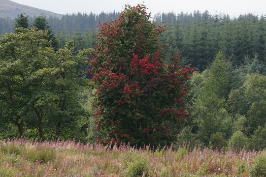 Maple tree with red autumn leaves turning on green branches, Eashaig Forest, Scotland