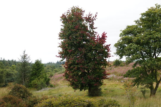 Maple tree with red autumn leaves turning on green branches, Eashaig Forest, Scotland