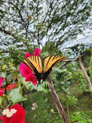 butterfly on flower © Pro
