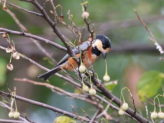 Wild Varied Tit Bird Perched on a Tree Branch Eating Wild Fruit © Vhipsta