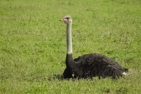 male common ostrich sitting peacefully on lush green grassland