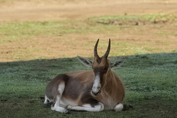 a blesbok antelope lying down in the tree shade on a green pasture with open grassy plains in the background © debjit