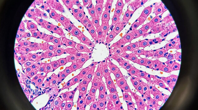Microscopic view of liver tissue showing hepatocytes arranged in lobules medical science science background