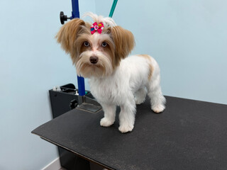 Real image. A freshly groomed Biewer Terrier with striking one-in-a-million genetic blue eyes stands proudly on a grooming table, wearing a colorful bow after her professional grooming session. © jodi