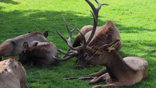 Bull elk resting with his cow elks in Estes Park.