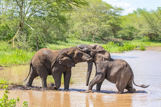 &bull; Two wild African bush elephants playful fighting and sparring in a muddy watering hole during a safari game drive at Sungulwane Private Game Lodge in the Munyawana Conservancy, KwaZulu-Natal, South 