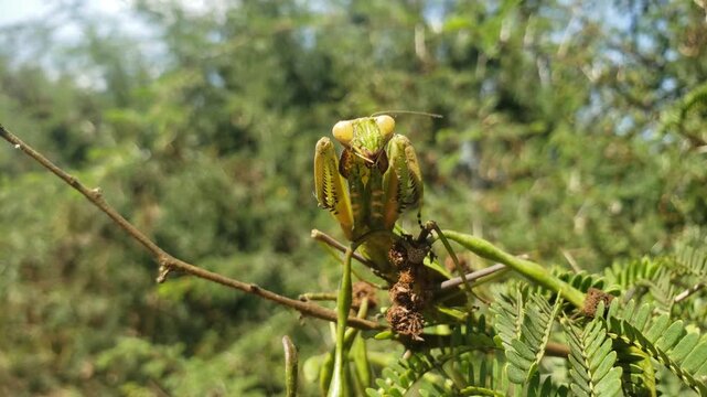 4K macro footage of a praying mantis perching on a branch facing camera
green plant in the garden