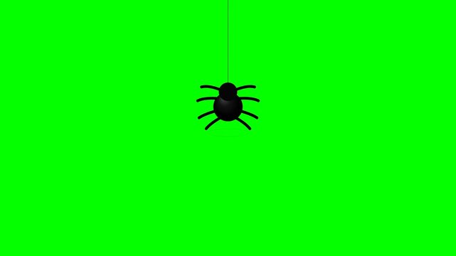Animated spider hanging down on thread chroma key