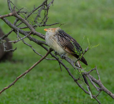 Guira Cuckoo (Guira guira) perched on a branch in natural surroundings.