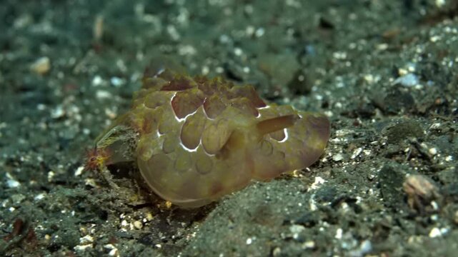Forssk&aring;l's sidegill slug, Pleurobranchus forskalii, in Milne Bay, Papua New Guinea