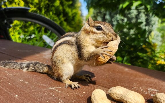 chipmunk l in the park