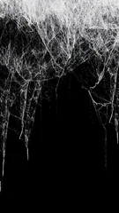Creepy hanging spider web or cobweb on black, top border. Spooky Halloween or gothic background. © Leigh Prather