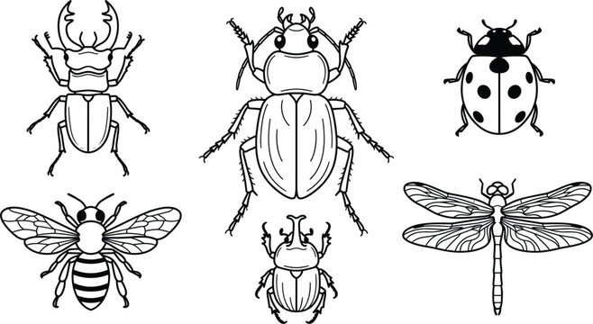 Insects and beetles line art vector collection set featuring detailed drawings of stag beetle ground beetle ladybug honeybee rhinoceros beetle and dragonfly