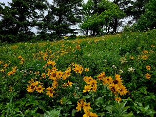 Obraz premium flowers in the park