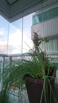 Realistic vertical time-lapse stock footage of a wilted potted houseplant recovering after watering, long leaves gradually becoming upright, showing hydration, plant care and natural recovery