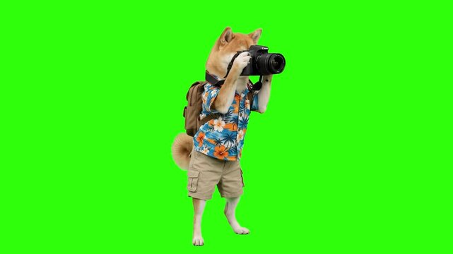 Shiba Inu dog dressed in Hawaiian shirt with backpack holding professional camera and taking photos isolated on a chroma key green screen background. Suitable for travel promos, vacation commercials, 