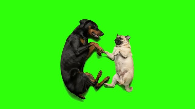 Cute Doberman and Pug dogs sitting on hind legs and giving high five paw to each other isolated on a chroma key green screen background. Perfect for pet food commercials, veterinary service promos, do