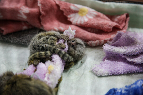 A baby marmoset monkey in an incubator.