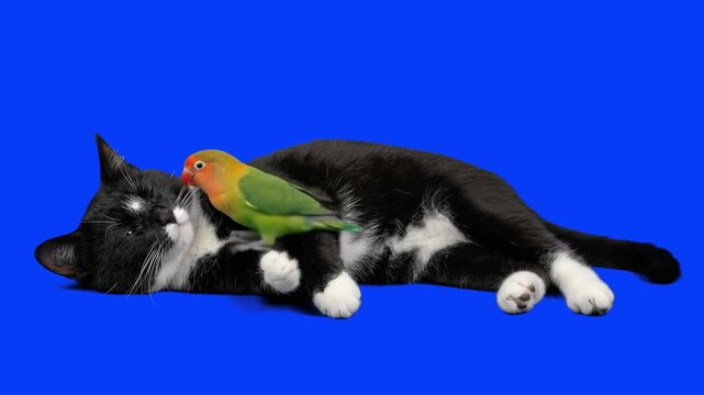 Small green lovebird parrot sitting on the back of a lying black and white cat isolated on a chroma key blue screen background. Suitable for heartwarming pet videos, animal friendship promos, pet care