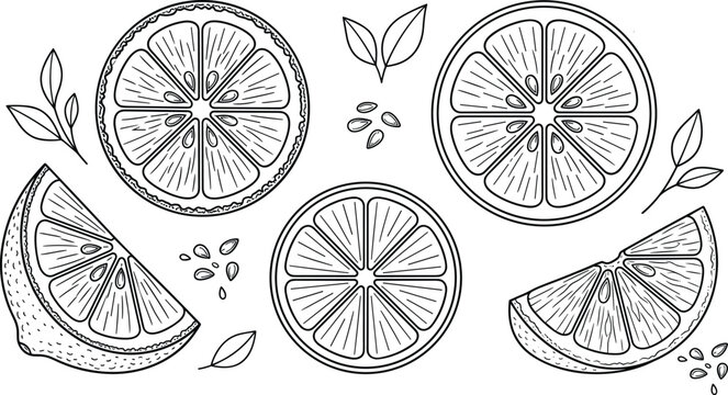 Botanical lemon orange and lime circular slices outline illustration set for adult coloring book design