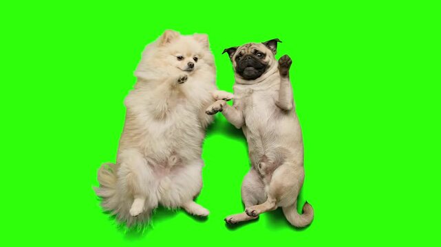 Fluffy white Pomeranian spitz and cute pug dog lying on back playing together over a chroma key green background. Ideal for pet store commercials, veterinary promos, funny dog videos, pet care ads, an