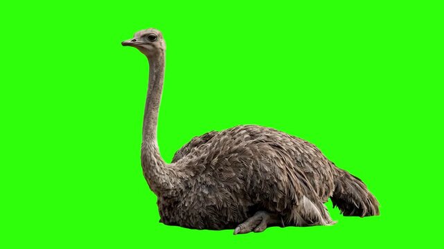Common African ostrich lying down on the ground isolated on a chroma key green screen background. Ideal for African savanna wildlife documentaries, zoo marketing promos, exotic bird education videos, 