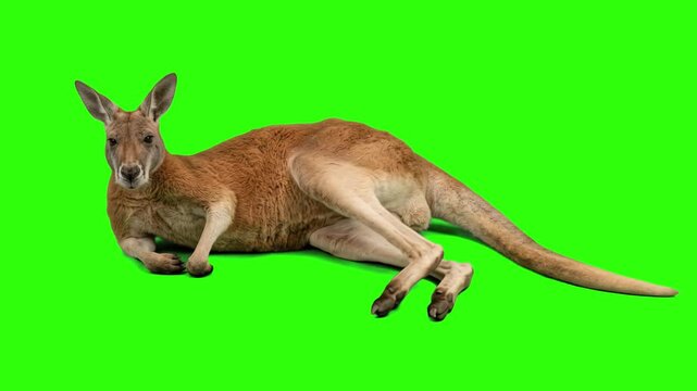 Australian red kangaroo lying down relaxed on the side over a chroma key green background. Ideal for Australian wildlife documentaries, zoo commercials, exotic animal promos, educational videos, and k