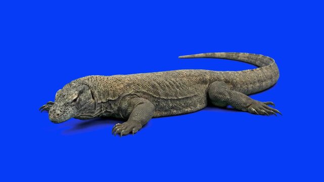 Large Komodo dragon monitor lizard lying and moving over a chroma key blue background. Ideal for nature documentaries, wildlife conservation videos, exotic animal promos, educational content, and keya
