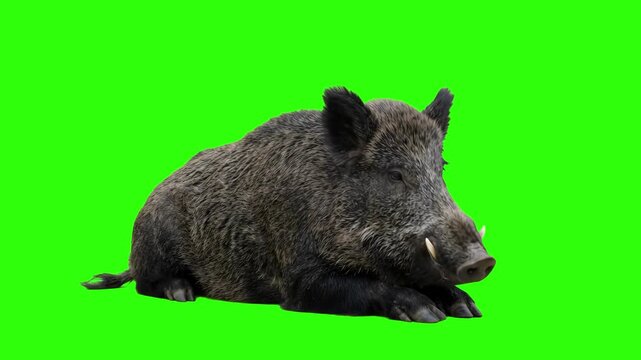 Wild boar with sharp tusks lying down over a chroma key green background. Perfect for wildlife documentaries, hunting gear commercials, forest fauna promos, zoology education videos, and keyable video