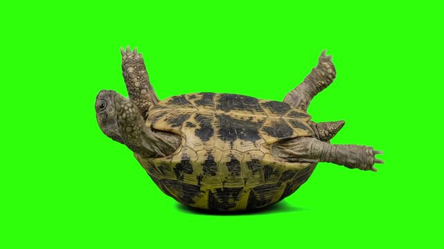 Land tortoise lying upside down on its shell with legs waving over a chroma key green background. Excellent for biology education, wildlife documentaries, reptile care guides, exotic pet promos, and k