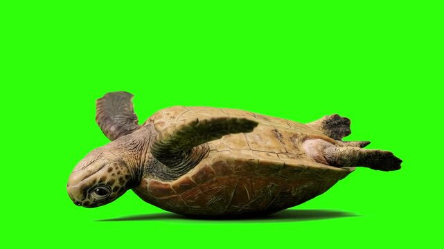 Sea turtle lying upside down on its shell over a chroma key green background. Excellent for marine biology videos, ocean conservation promos, wildlife documentaries, reptile care guides, and keyable v