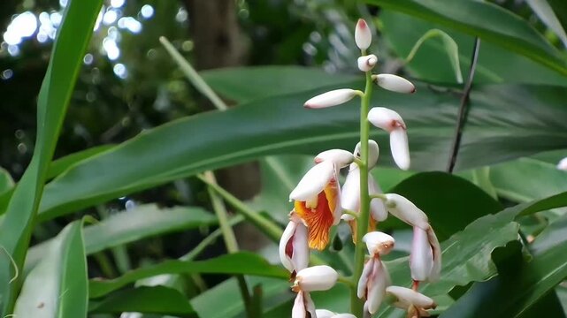 A close-up video focusing on a beautiful inflorescence of Cardamom Ginger, or False Cardamom (Scientific name: Alpinia mutica), with its white buds and striking orange-streaked blossoms. 