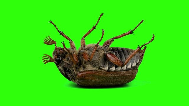 Close up of a cockchafer beetle bug lying on its back and moving legs isolated on a chroma key green screen background. Great for entomology educational videos, pest control commercials, nature docume