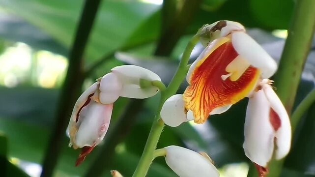 A macro close-up shot capturing a beautiful Cardamom Ginger flower, or False Cardamom (Scientific name: Alpinia mutica), with its striking orange and white petals. The camera smoothly zooms in shot.