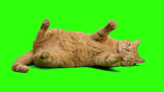Playful red ginger tabby cat lying on its back and moving paws isolated on a chroma key green screen background. Ideal for funny pet videos, veterinary commercials, cat food marketing, pet behavior gu