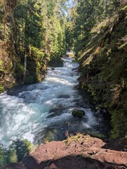 mountain river in the forest © TheGuyFromMaine