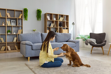 Woman dog training obedience command at home. A pet owner on a soft carpet guides a cocker spaniel...